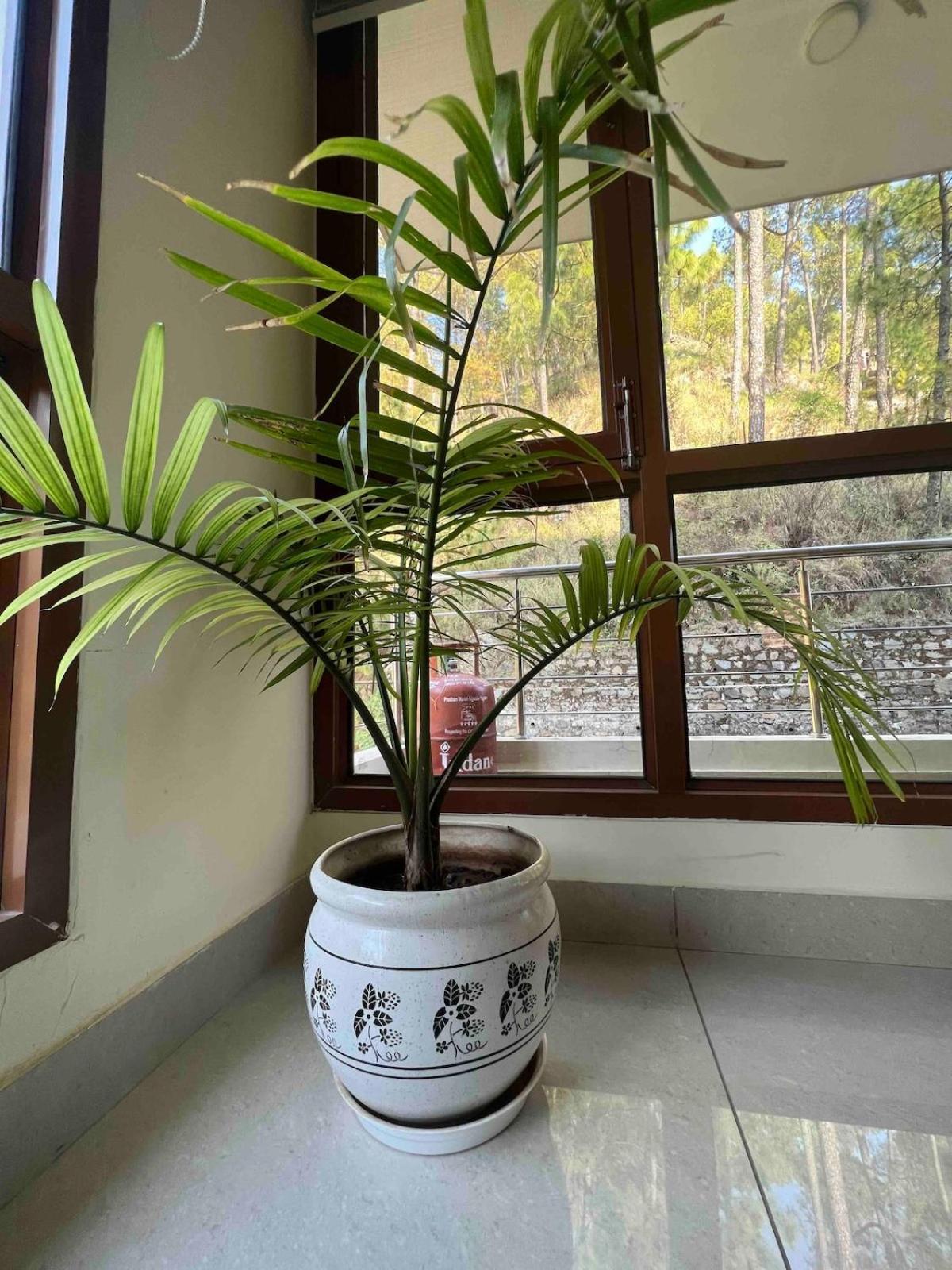 2Bhk Furnished Apartment/Near Kasauli/Barog/Luv Fun & Adventure Solan Dış mekan fotoğraf